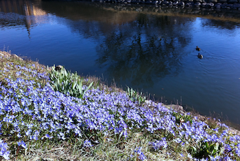 The Decided Ones, blue flowers